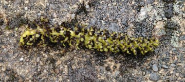 Ağaçta yeşil yosun