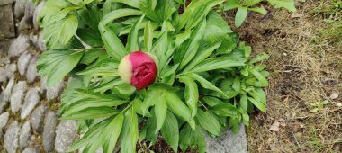 Bahçe çiçek bitki