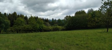 Ağaçları ve yeşil otları olan güzel bir manzara.