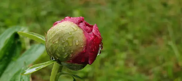  Bahçedeki güzel çiçekler