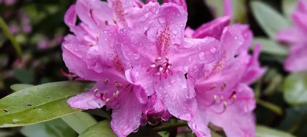 Bahçedeki güzel pembe orkide çiçeği