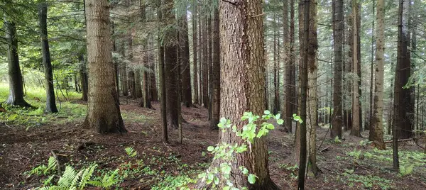 Ormandaki vahşi hayvanlar için tuz