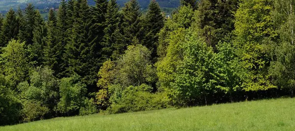 Karpat dağlarının güzel manzarası