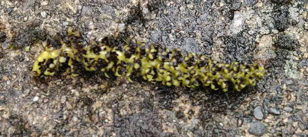 Ağaç gövdesinde yeşil yosun