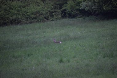 ormanda kırmızı tavşan