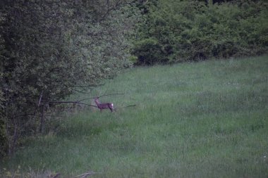 Ormanda yaban domuzu