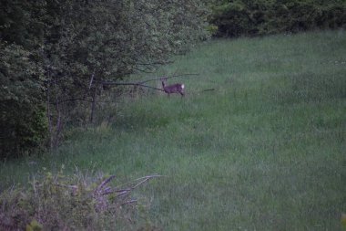 Ormandaki vahşi geyik