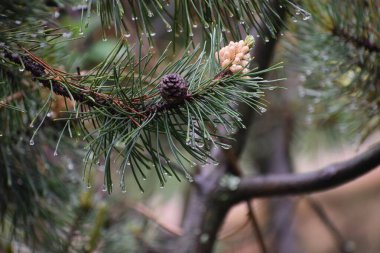 Ormandaki çam ağacı dalı