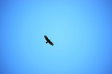 Kanatları açık uçan kartal