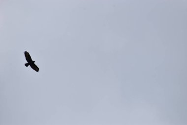 Kuş gökyüzünde uçuyor.