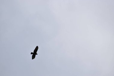 Gökyüzünde bir kuş