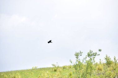 Yeşil çayırların üzerinde uçan siyah uçurtma