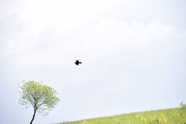 Mavi gökyüzünün arka planında uçan bir kuş