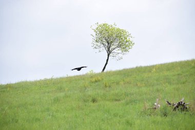 Yeşil çimlerin üzerinde siyah bir kuş