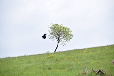 Ağaçta siyah bir kuş