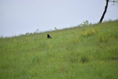 Siyah balıkçıl (ardea cinerea) doğal habitat, Dublin, İrlanda 'da