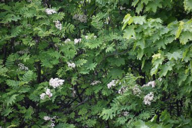 Parktaki güzel çiçekler.