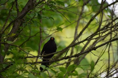 siyah karatavuk (zerdeçal) )