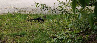 Çimlerin üzerinde siyah kedi