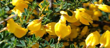 Dağ manzaralı göl