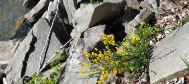 Dağ manzaralı göl