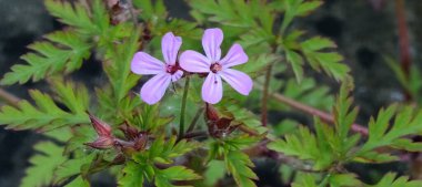 Sardunya bitkisinin çiçeği.