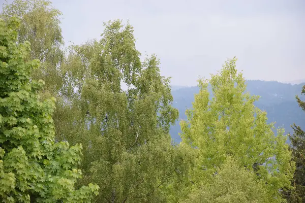 Slovakya 'daki yeşil ağaçlar ve ormanlar