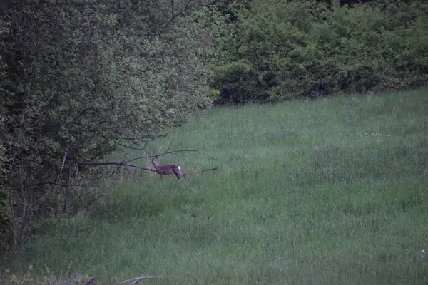 Ormanda yaban domuzu