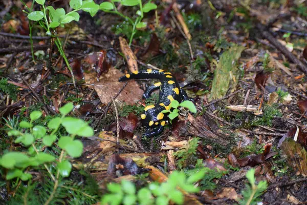 Çimlerin üzerindeki sarı kurbağa