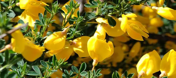 Dağ manzaralı göl