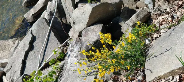 Dağ manzaralı göl