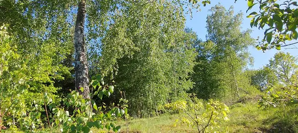 Yazın yeşil huş ağacı korusu