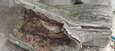 Ağaç kabuğu dokusu yosun, liken ve ağaç kabuğu ile.