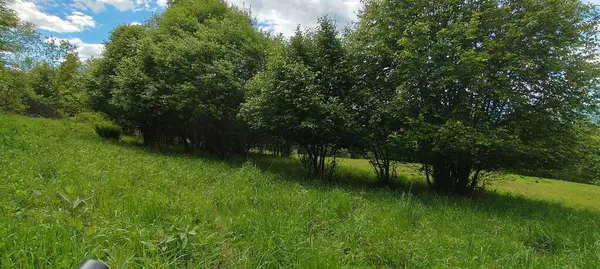 Ağaçları ve yeşil otları olan güzel bir manzara.