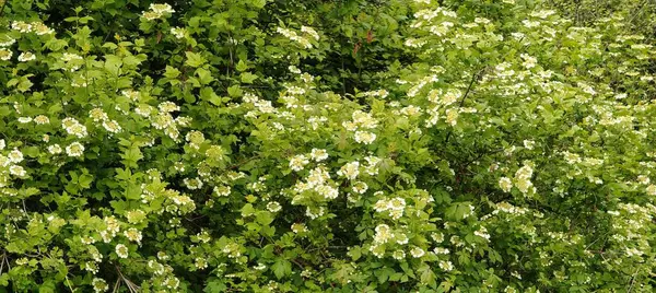 Bahçedeki güzel çiçekler