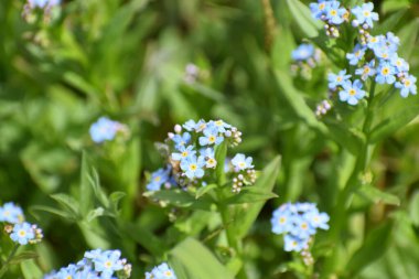 Mavi beni unutun bulanık arkaplanda çiçek açmayın
