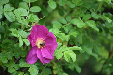 Bahçedeki güzel çiçekler