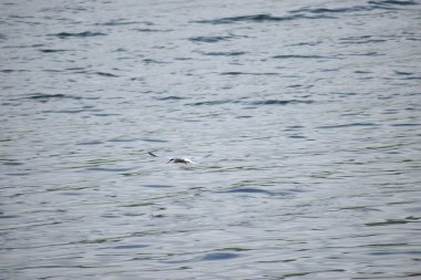 Martı suda uçuyor.