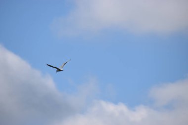 Mavi gökyüzü ve bulutlar üzerinde uçan martılar, boşluğu kopyalayın