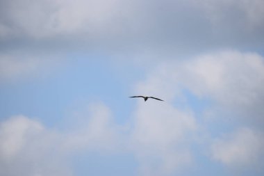 Gökyüzünde uçan martı