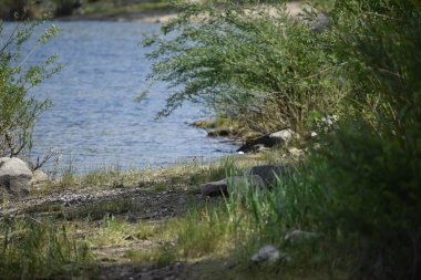 Küçük nehri olan bir göl.