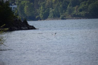 Martı gökyüzünde uçuyor.