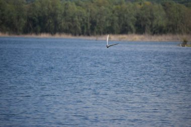 Gölde beyaz balıkçıl