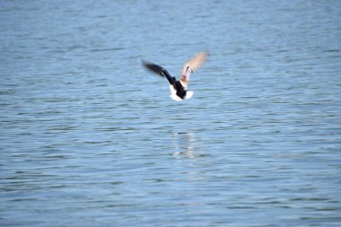 Martılar suda uçuyor.