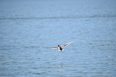 Martı gökyüzünde uçuyor.