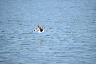 Bir martı gölün sularında uçuyor.