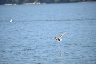 Göldeki suyun üzerinde uçan bir kuş.