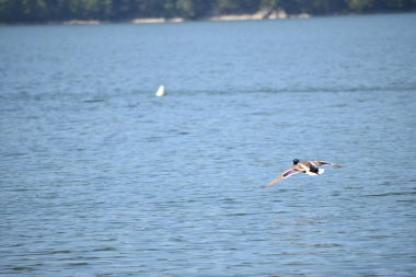 Gölde uçan bir martı.