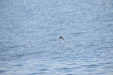 Gökyüzünde uçan bir martı.