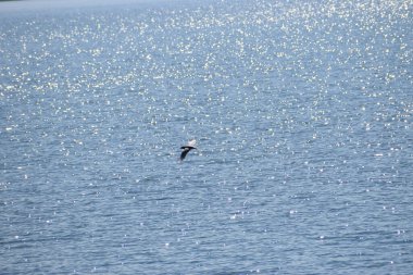 Bir martı denizin üzerinde uçar.